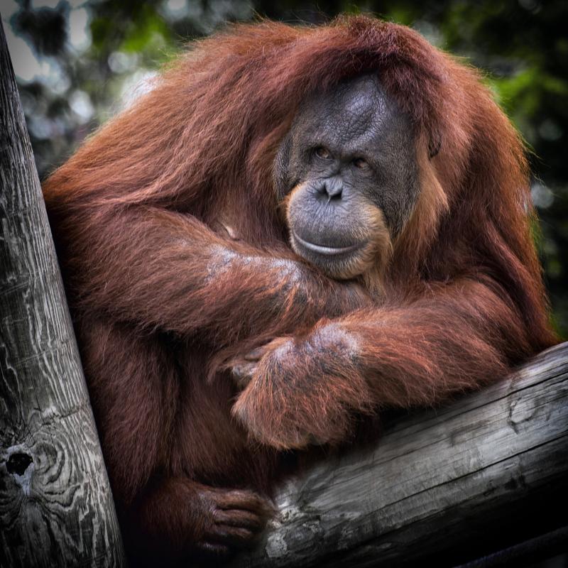 Orangutan mammals